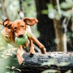 Red dog with ball jumping over fallen tree.
