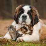Large dog cuddling kittens