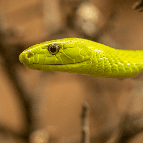 Neon green head of a snake facing to the left