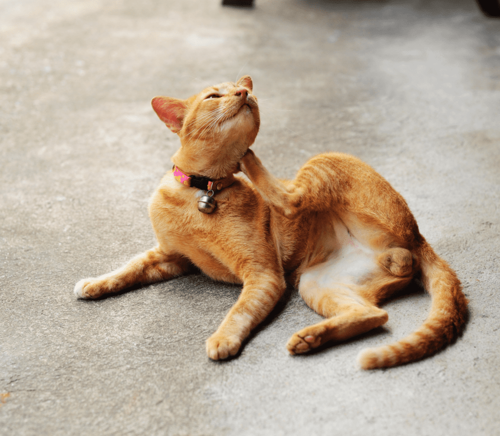 Ginger cat scratching its neck