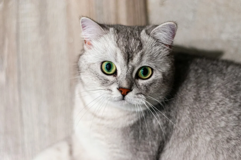 A silver shaded shorthair cat looking directly forward with wide, vibrant green eyes.