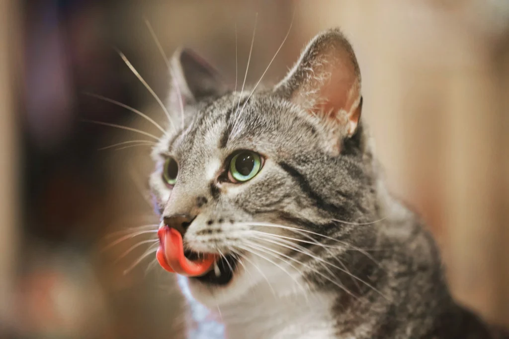 A grey tabby cat with green eyes licking its nose.