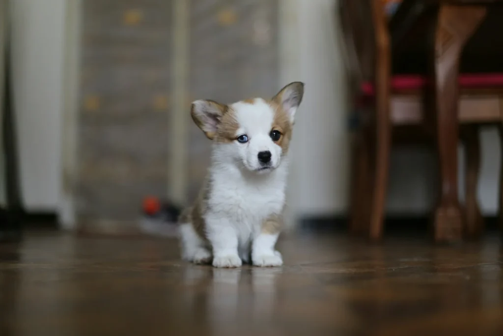 A Pembroke Welsh Corgi puppy sitting on a wooden floor.