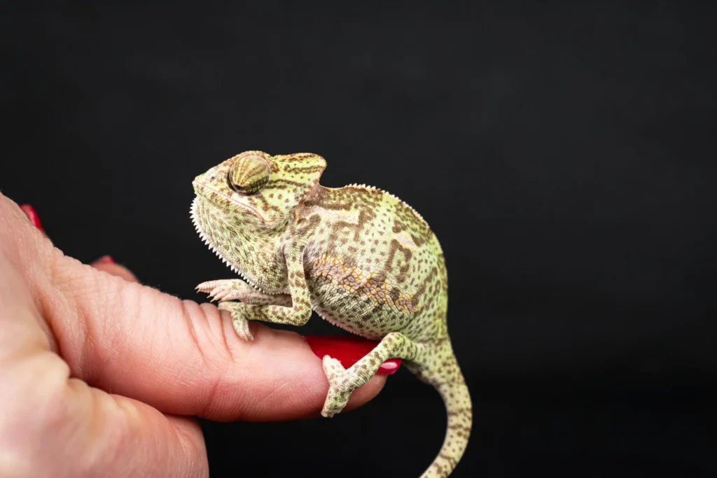 A baby chameleon perching on a person's index finger against a plain black background.