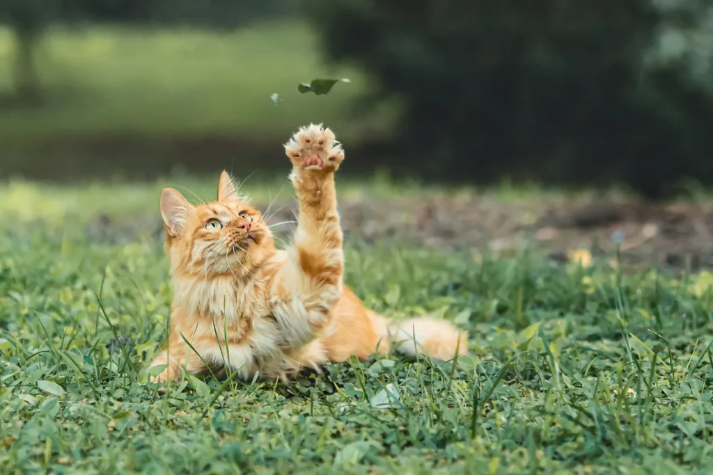 A orange tabby cat lying in the grass, reaching at a falling leaf.